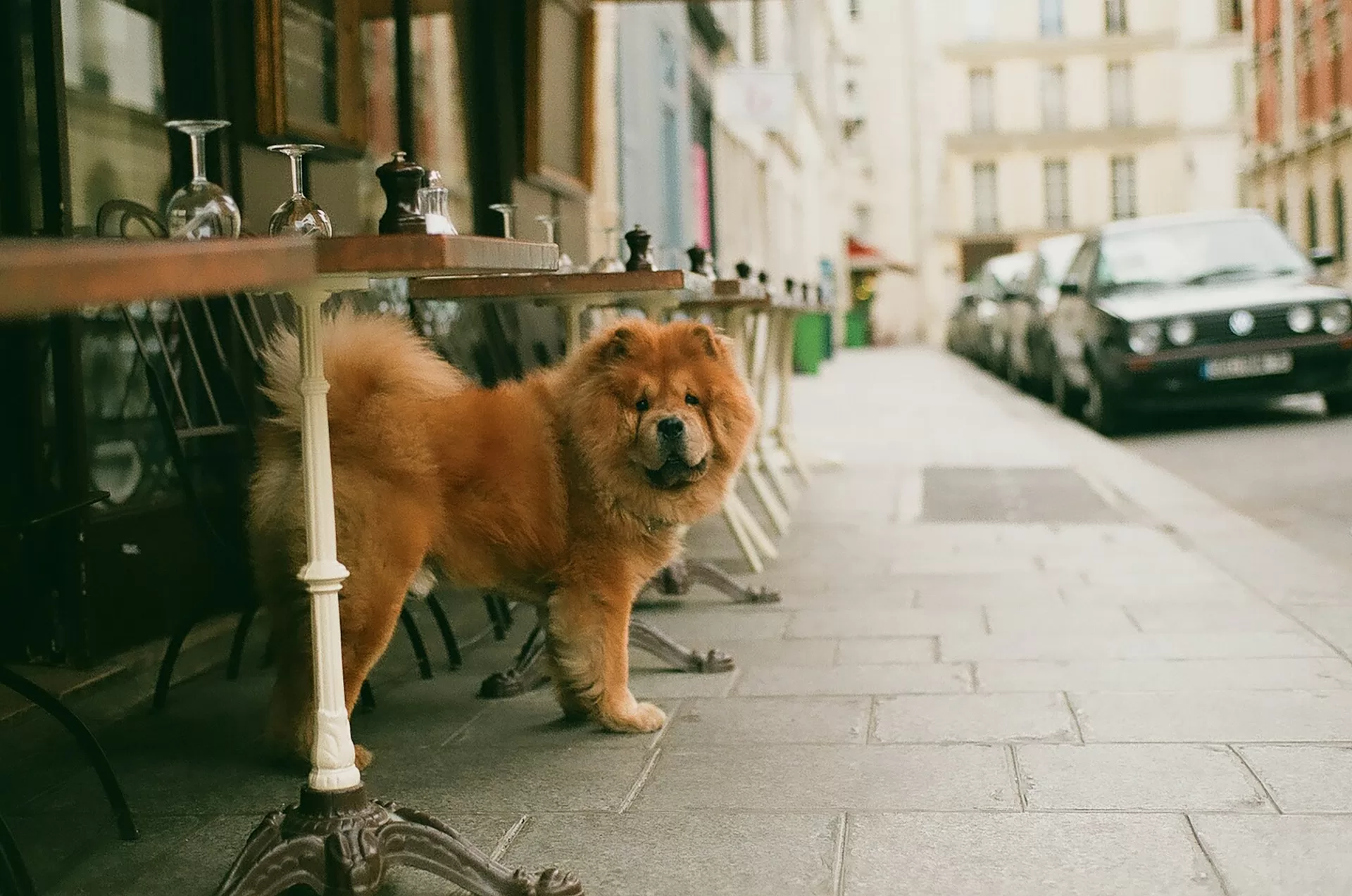 Moving Pets to Spain